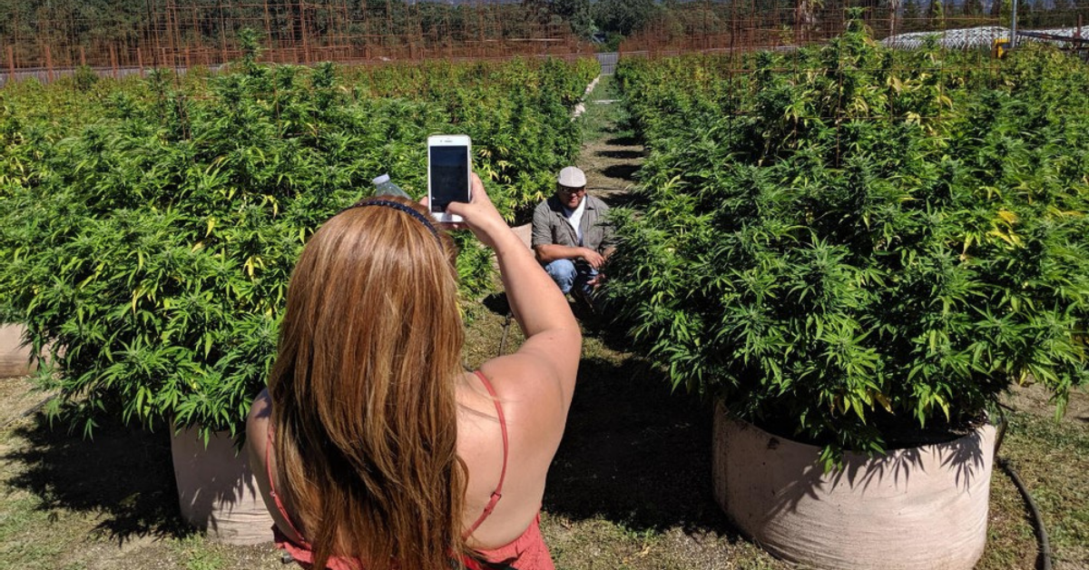 Take a Tour Through the Cannabis Farms of Northern California's Emerald