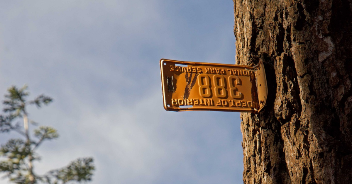 Why Are There License Plates Sticking Out of Trees in Yosemite National