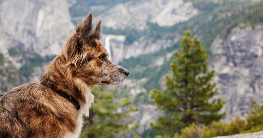 Want to Bring Your Dog to Yosemite? Here's What You Need to Know