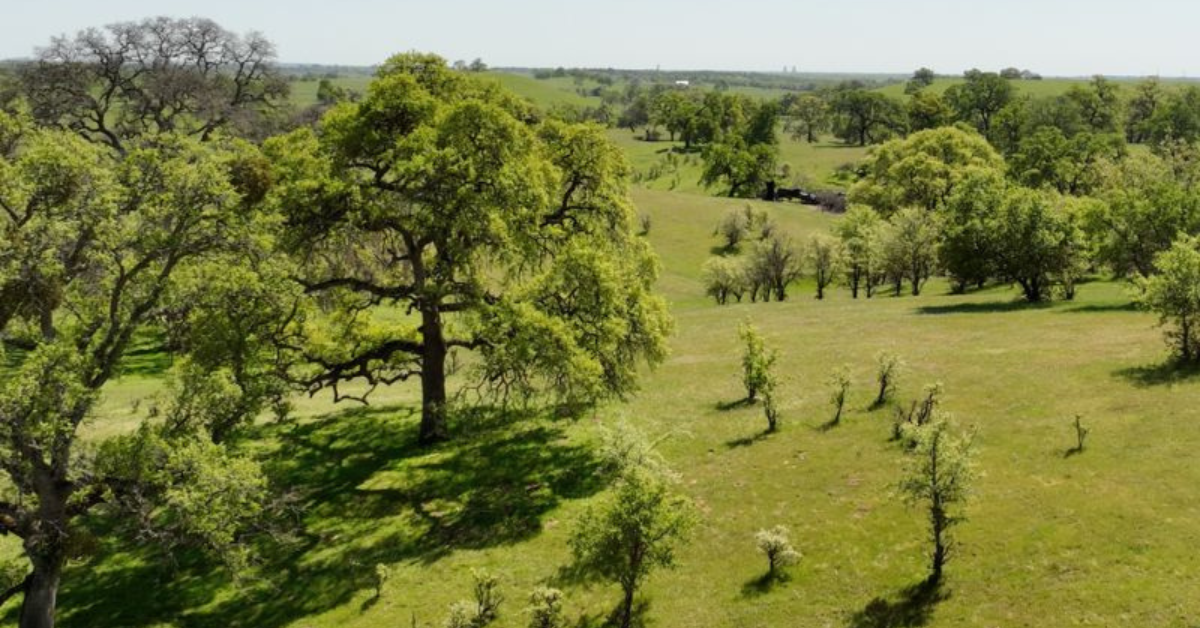 The Fight to Save Nearly 3,500 Heritage Oaks From a Sacramento County ...